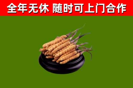 林西回收冬虫夏草